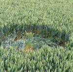 Rochford Golf Course, Essex crop circle, aerial photo 9