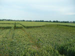 Rochford Golf Course, Essex crop circle, aerial photo 11