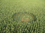 Rochford Golf Course, Essex crop circle, aerial photo 14