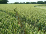 Rochford Golf Course, Essex crop circle, aerial photo 15