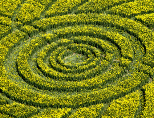 Roundway Hill, Wiltshire crop circle, aerial photo 8