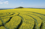 Roundway Hill, Wiltshire crop circle, aerial photo 6