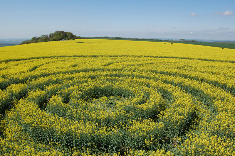 Roundway Hill, Wiltshire crop circle, aerial photo 3