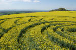 Roundway Hill, Wiltshire crop circle, aerial photo 4