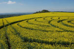 Roundway Hill, Wiltshire crop circle, aerial photo 7