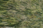 Yatesbury Field, Wiltshire crop circle, aerial photo 11