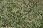 Yatesbury Field, Wiltshire crop circle, aerial photo 4