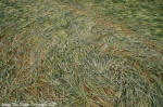 Yatesbury Field, Wiltshire crop circle, aerial photo 6