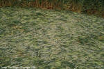 Yatesbury Field, Wiltshire crop circle, aerial photo 9