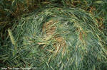 Yatesbury Field, Wiltshire crop circle, aerial photo 5