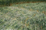 Yatesbury Field, Wiltshire crop circle, aerial photo 17