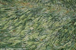 Yatesbury Field, Wiltshire crop circle, aerial photo 13
