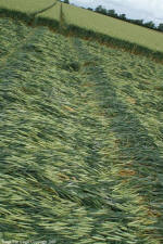 Yatesbury Field, Wiltshire crop circle, aerial photo 3