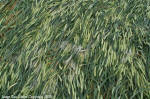 Yatesbury Field, Wiltshire crop circle, aerial photo 14