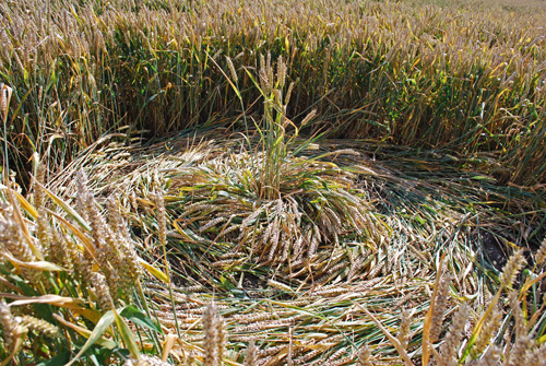 Winterbourne Bassett, Wiltshire crop circle, aerial photo 9