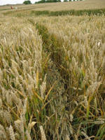 Winterbourne Bassett, Wiltshire crop circle, aerial photo 6