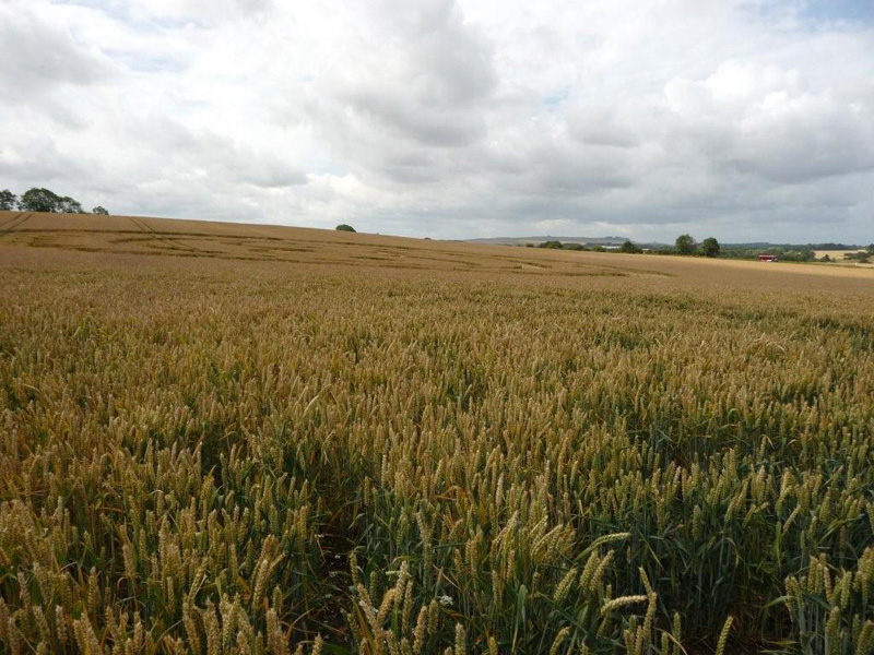 Winterbourne Bassett, Wiltshire crop circle, aerial photo 3
