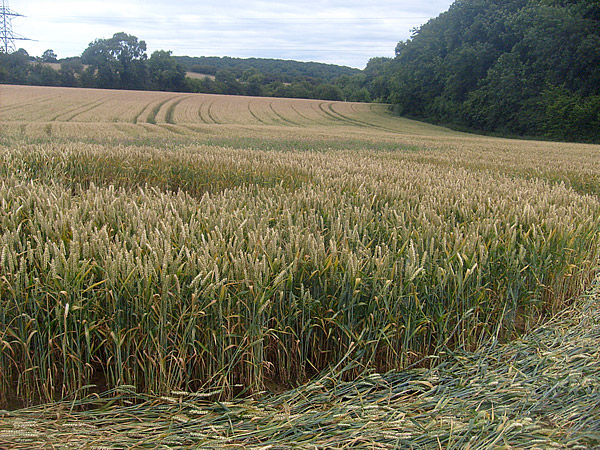Coberley, Gloucestershire crop circle, aerial photo 5