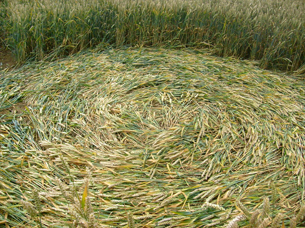 Coberley, Gloucestershire crop circle, aerial photo 2