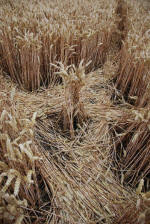 East Field, Wiltshire crop circle, ground photo 25