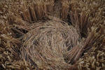 East Field, Wiltshire crop circle, ground photo 33