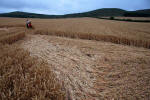 East Field, Wiltshire crop circle, ground photo 31