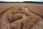 East Field, Wiltshire crop circle, ground photo 30