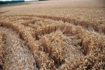 East Field, Wiltshire crop circle, ground photo 29
