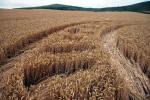 East Field, Wiltshire crop circle, ground photo 28
