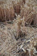 East Field, Wiltshire crop circle, ground photo 27