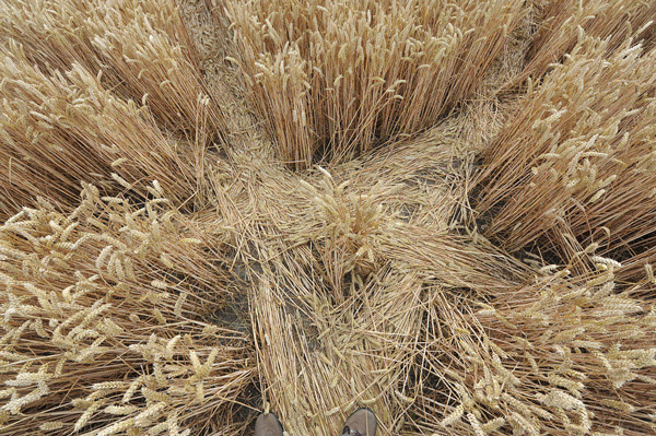 East Field, Wiltshire crop circle, aerial photo 39