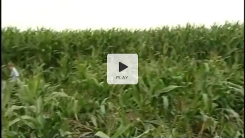Meadow Court Farm, Guernsey crop circle, aerial photo 3