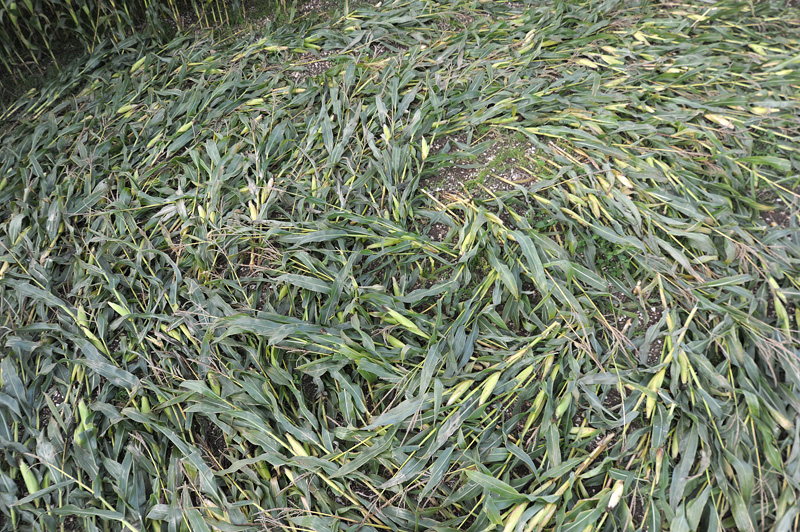 Hill Barnl, Wiltshire crop circle, aerial photo 17