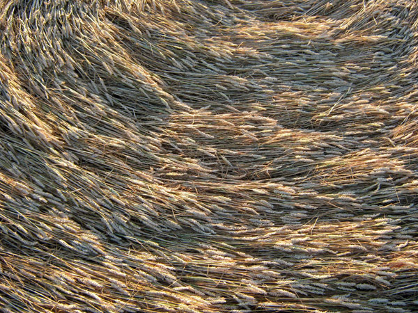 Standals Farm, Buckingham crop circle, aerial photo 8
