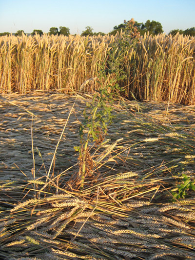 Standals Farm, Buckingham crop circle, aerial photo 2