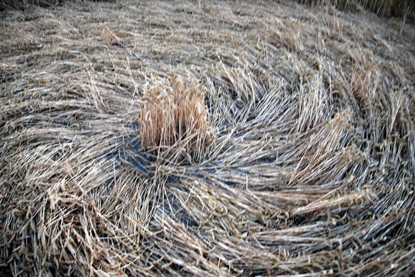 Stanton St. Bernard, Wiltshire crop circle, ground photo 16