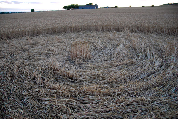 Stanton St. Bernard, Wiltshire crop circle, ground photo 17
