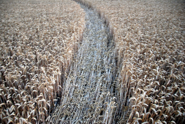 Stanton St. Bernard, Wiltshire crop circle, ground photo 19