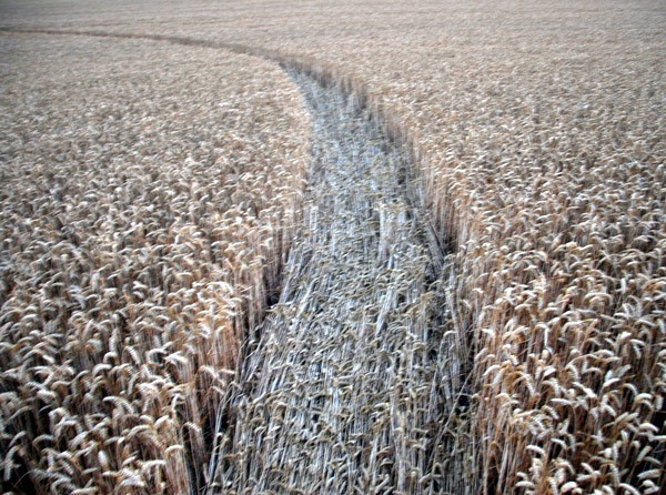 Stanton St. Bernard, Wiltshire crop circle, ground photo 18