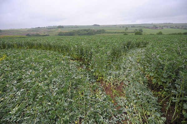 Stoney Littleton Long Barrow, Somerset crop circle, aerial photo 70