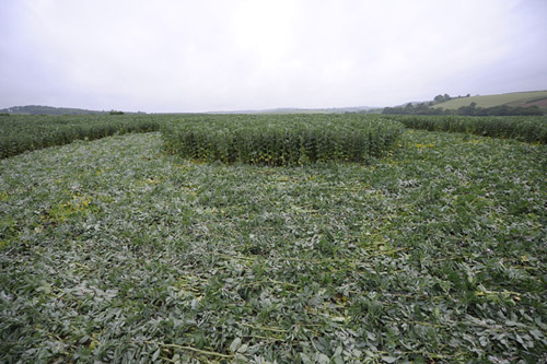 Stoney Littleton Long Barrow, Somerset crop circle, aerial photo 69