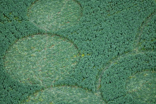 Stoney Littleton Long Barrow, Somerset crop circle, aerial photo 6