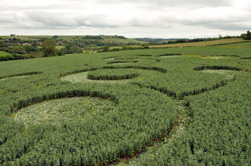 Stoney Littleton Long Barrow, Somerset crop circle, aerial photo 64
