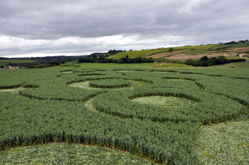 Stoney Littleton Long Barrow, Somerset crop circle, aerial photo 59
