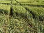 Ufton, Warwickshire crop circle, aerial photo 51