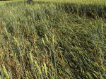 Ufton, Warwickshire crop circle, aerial photo 49