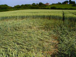 Ufton, Warwickshire crop circle, aerial photo 48