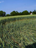 Ufton, Warwickshire crop circle, aerial photo 57