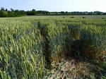 Ufton, Warwickshire crop circle, aerial photo 47
