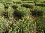Ufton, Warwickshire crop circle, aerial photo 46